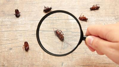"Hand holding a magnifying glass examining a group of cockroaches on a wooden surface."